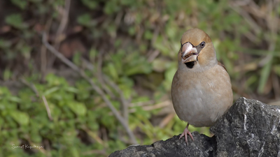Kocabaş - Coccothraustes coccothraustes kuş fotoğrafı