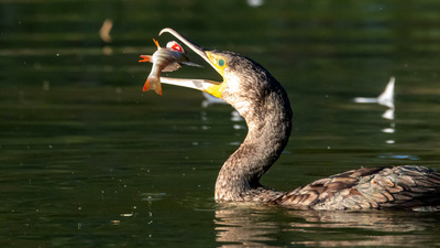 Karabatak