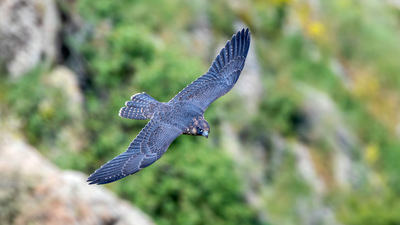 Gök Doğan - Falco peregrinus kuş fotoğrafı