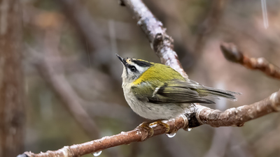 Sürmeli Çalıkuşu - Regulus ignicapilla kuş fotoğrafı