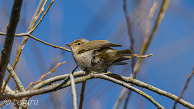 Çıvgın - Phylloscopus collybita kuş fotoğrafı