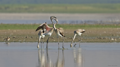 Flamingo - Phoenicopterus roseus kuş fotoğrafı