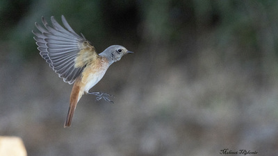Kızılkuyruk (Phoenicurus phoenicurus) - Isparta / Eğirdir kuş fotoğrafı