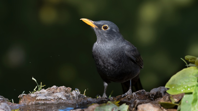Karatavuk - Turdus merula kuş fotoğrafı