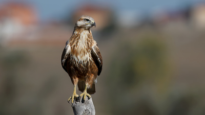 Kızıl şahin (Buteo rufinus) - Bolu / Dörtdivan kuş fotoğrafı