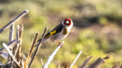 Saka - Carduelis carduelis kuş fotoğrafı