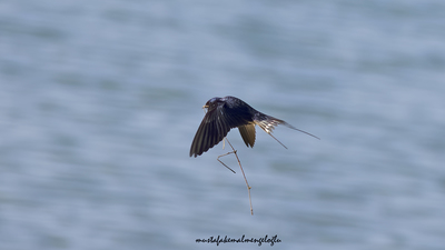 Kır Kırlangıcı - Hirundo rustica kuş fotoğrafı