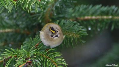 Çalıkuşu - Regulus regulus kuş fotoğrafı