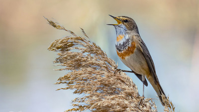 Mavigerdan - Luscinia svecica kuş fotoğrafı