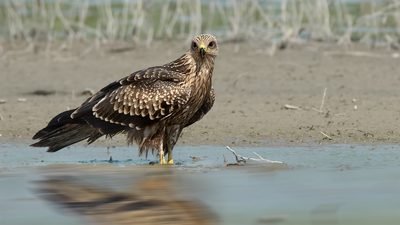 Kara Çaylak - Milvus migrans kuş fotoğrafı