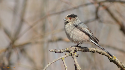 Uzunkuyruklu Baştankara - Aegithalos caudatus kuş fotoğrafı