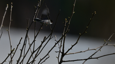 Maskeli Ötleğen - Curruca melanocephala kuş fotoğrafı