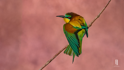 Arıkuşu - Merops apiaster kuş fotoğrafı