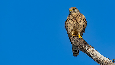 Kerkenez - Falco tinnunculus kuş fotoğrafı