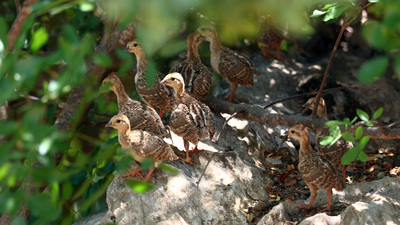 Kınalı Keklik - Alectoris chukar kuş fotoğrafı