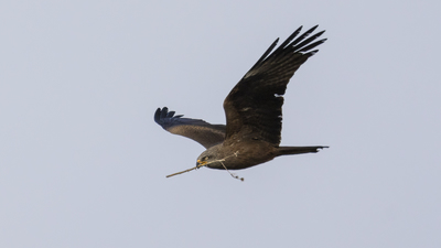 Kara Çaylak - Milvus migrans kuş fotoğrafı