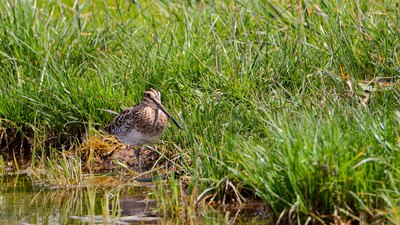Suçulluğu - Gallinago gallinago kuş fotoğrafı