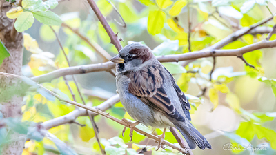Serçe - Passer domesticus kuş fotoğrafı