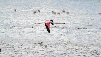 Flamingo
