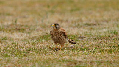 Kerkenez (Falco tinnunculus) - Antalya / Elmalı kuş fotoğrafı