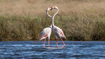 Flamingo
