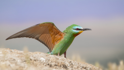 Yeşil Arıkuşu (Merops persicus) - Şanlıurfa / Bozova kuş fotoğrafı