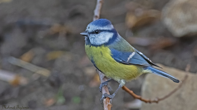 Mavi Baştankara - Cyanistes caeruleus kuş fotoğrafı
