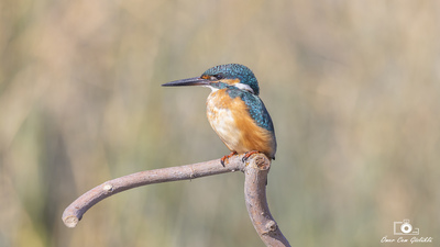 Yalıçapkını - Alcedo atthis kuş fotoğrafı