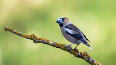 Kocabaş - Coccothraustes coccothraustes kuş fotoğrafı