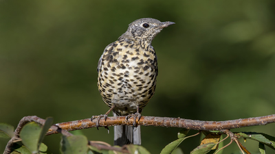 Ökse Ardıcı (Turdus viscivorus) - Afyonkarahisar / Merkez kuş fotoğrafı