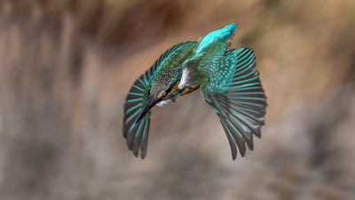 Yalıçapkını (Alcedo atthis) - Ankara / Gölbaşı kuş fotoğrafı