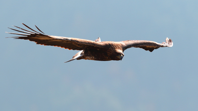 Kaya Kartalı - Aquila chrysaetos kuş fotoğrafı