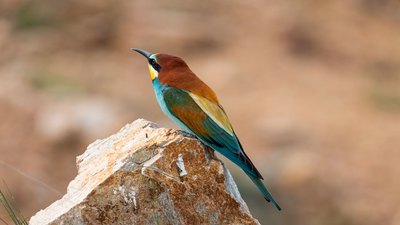 Arıkuşu - Merops apiaster kuş fotoğrafı