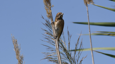 Bataklık Çintesi - Emberiza schoeniclus kuş fotoğrafı