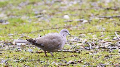 Kumru (Streptopelia decaocto) - Bursa / Orhangazi kuş fotoğrafı