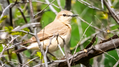 Boz Kuyrukkakan - Oenanthe isabellina kuş fotoğrafı