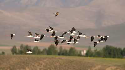 Uzunbacak - Himantopus himantopus kuş fotoğrafı