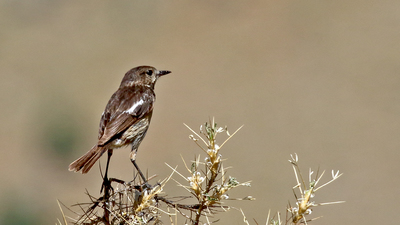 Taşkuşu (Saxicola rubicola) - Malatya / Doğanşehir kuş fotoğrafı