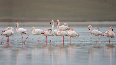 Flamingo - Phoenicopterus roseus kuş fotoğrafı
