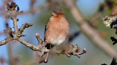 İspinoz (Fringilla coelebs) - İzmir / Balçova kuş fotoğrafı