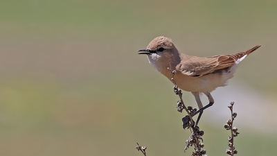 Boz Kuyrukkakan - Oenanthe isabellina kuş fotoğrafı