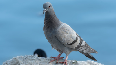 Kaya Güvercini (Columba livia) - Ankara / Gölbaşı kuş fotoğrafı