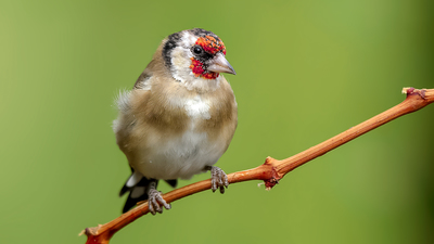 Saka - Carduelis carduelis kuş fotoğrafı