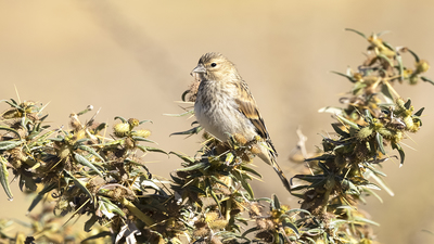 Ketenkuşu - Linaria cannabina kuş fotoğrafı
