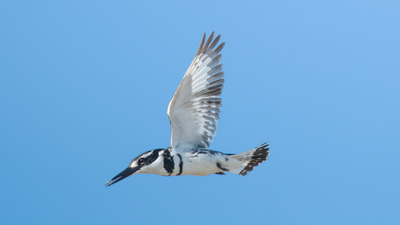 Alaca Yalıçapkını (Ceryle rudis) - Adana / Yumurtalık kuş fotoğrafı