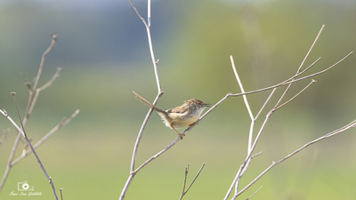 Dikkuyruklu Ötleğen - Prinia lepida kuş fotoğrafı