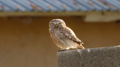 Kukumav (Athene noctua) - Sivas / Kangal kuş fotoğrafı