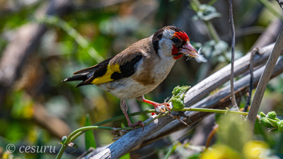 Saka - Carduelis carduelis kuş fotoğrafı