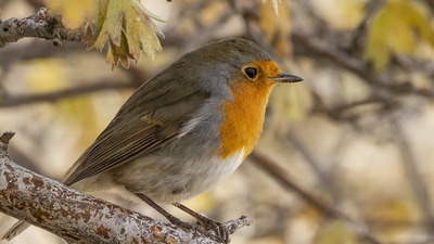 Kızılgerdan - Erithacus rubecula kuş fotoğrafı