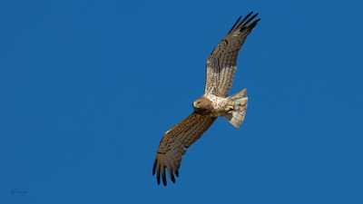 Yılan Kartalı (Circaetus gallicus) - Bilecik / Bozüyük kuş fotoğrafı